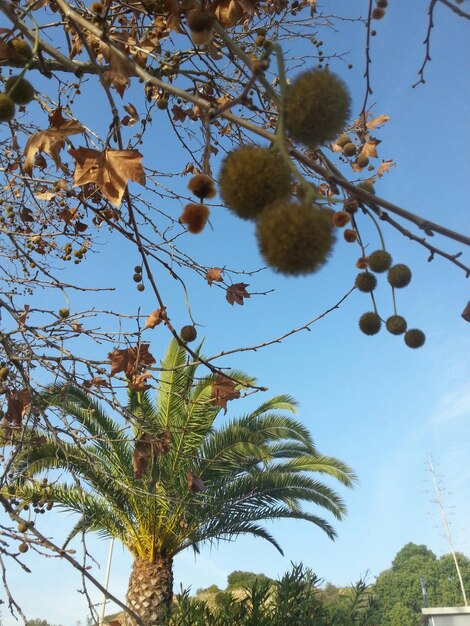 Photo low angle view of tree against sky