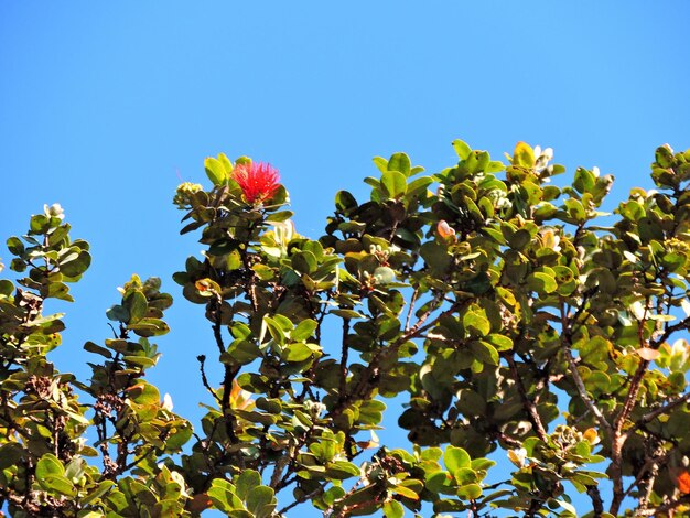 Low angle view of tree against sky