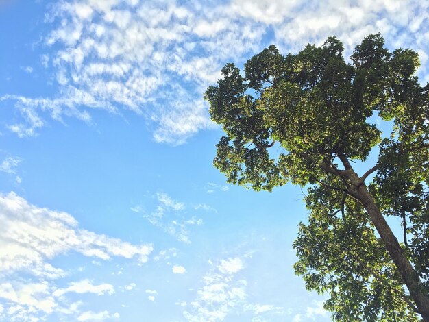 Low angle view of tree against sky