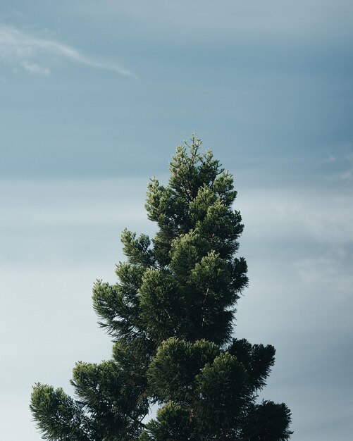 Foto vista ad angolo basso dell'albero contro il cielo