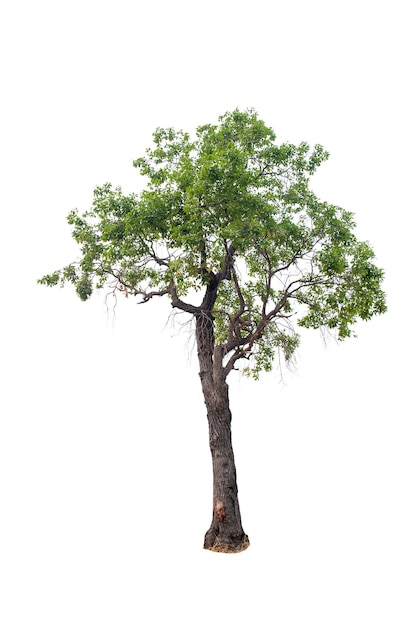 Photo low angle view of tree against sky