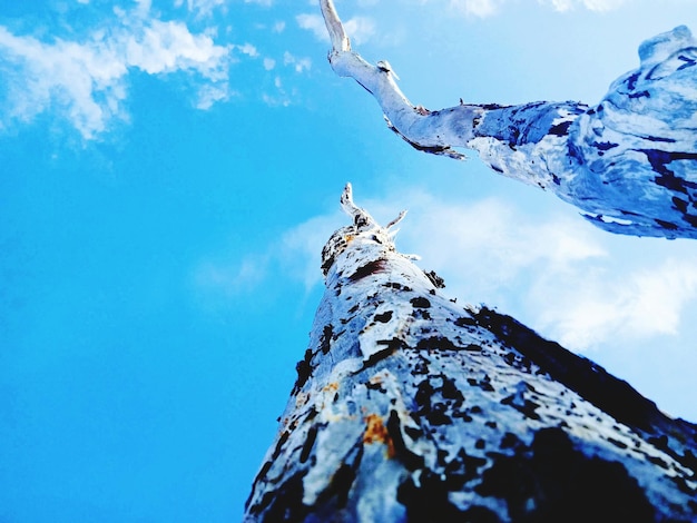 Foto vista ad angolo basso dell'albero contro il cielo