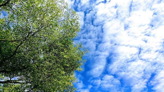 Photo low angle view of tree against sky