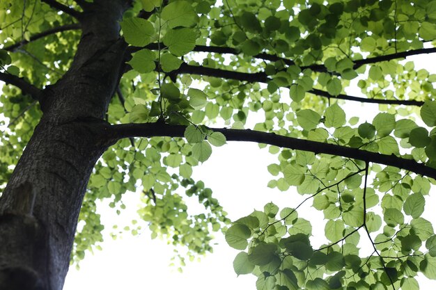 Low angle view of tree against sky