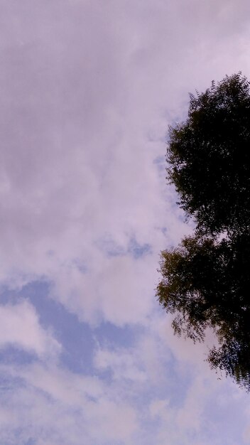 Low angle view of tree against sky