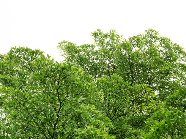 Low angle view of tree against sky