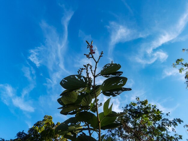 Low angle view of tree against sky