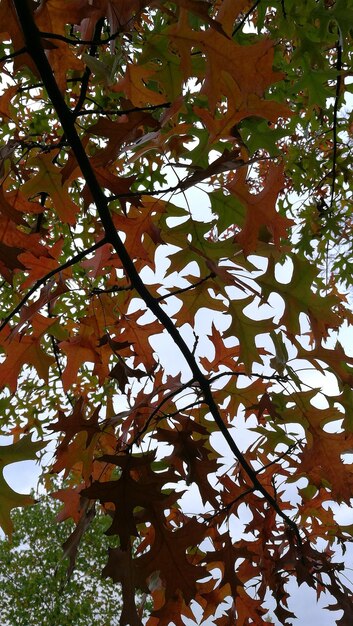 Low angle view of tree against sky