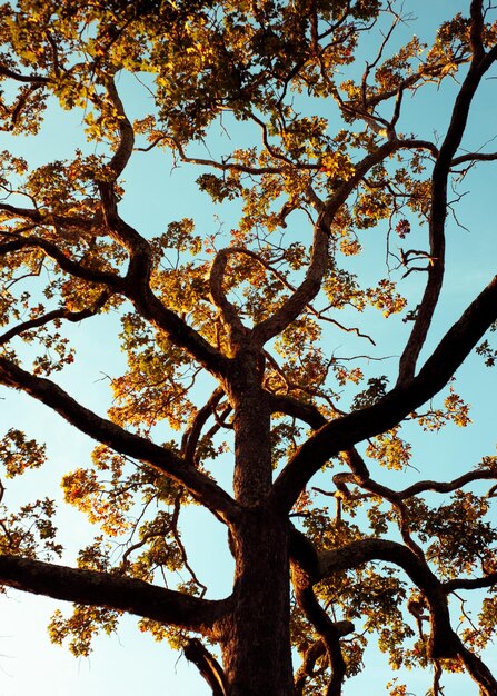 Low angle view of tree against sky