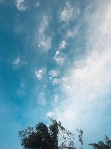 Low angle view of tree against sky