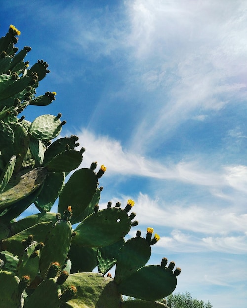 Foto vista ad angolo basso dell'albero contro il cielo