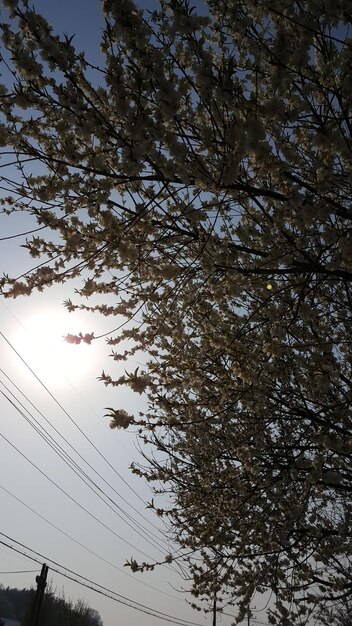 Low angle view of tree against sky