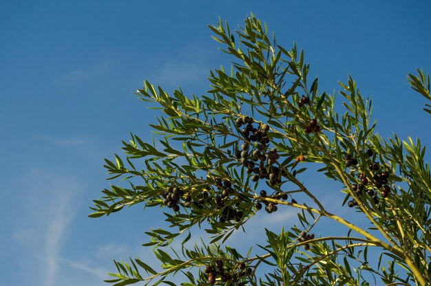 Foto vista ad angolo basso dell'albero contro il cielo