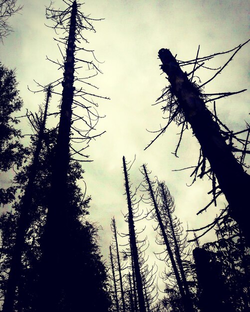 Low angle view of tree against sky