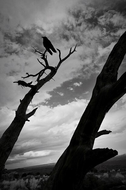 Low angle view of tree against sky