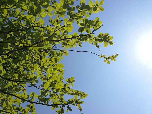 Low angle view of tree against sky