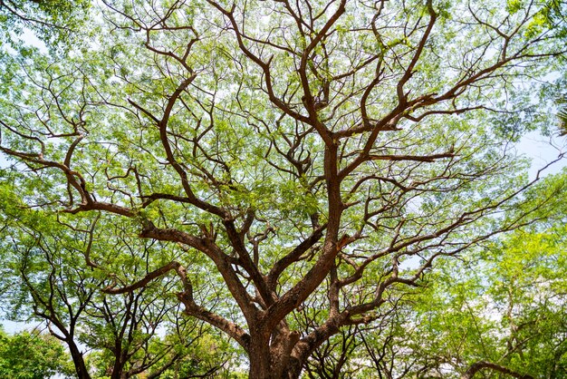 Foto vista ad angolo basso dell'albero contro il cielo