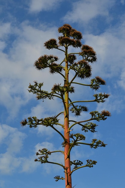 Photo low angle view of tree against sky