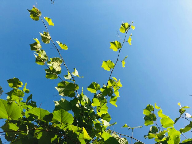 空に照らされた木の低角度の視点