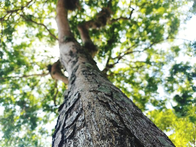 Low angle view of tree against sky