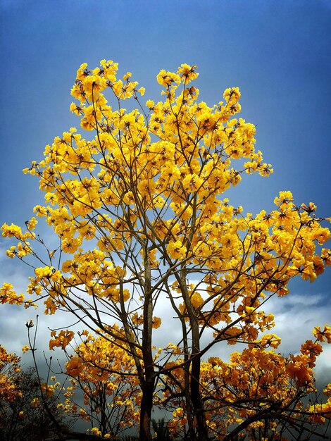 Low angle view of tree against sky