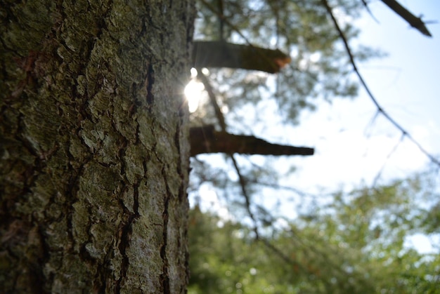 Low angle view of tree against sky