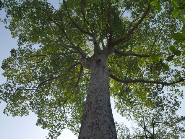 Foto vista ad angolo basso dell'albero contro il cielo