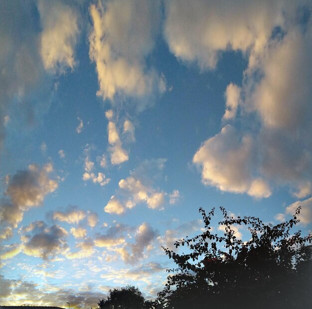 Low angle view of tree against sky