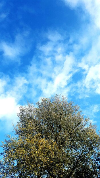 Low angle view of tree against sky