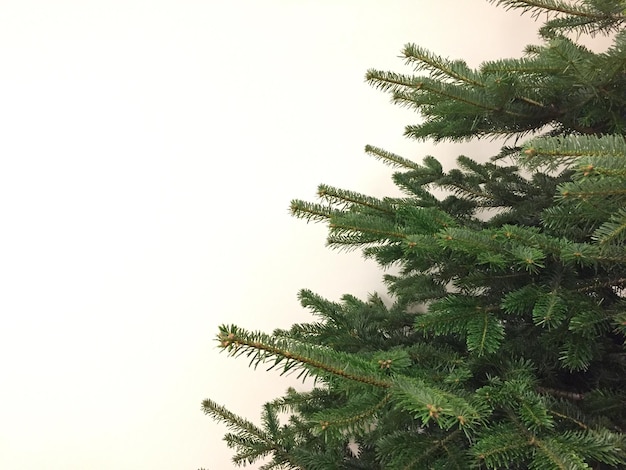 Low angle view of tree against sky