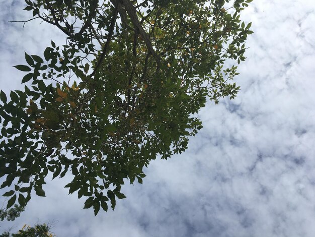 Low angle view of tree against sky