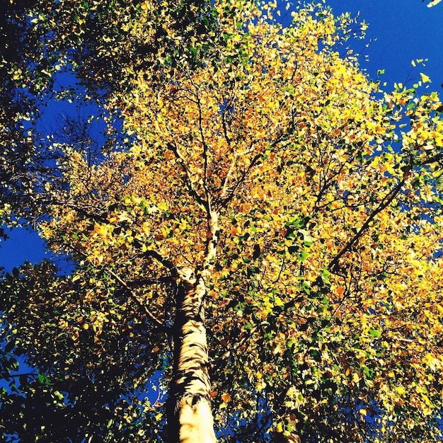Foto vista ad angolo basso dell'albero contro il cielo