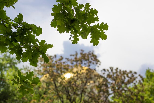 Low angle view of tree against sky