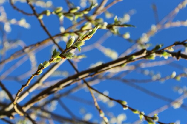 Low angle view of tree against sky