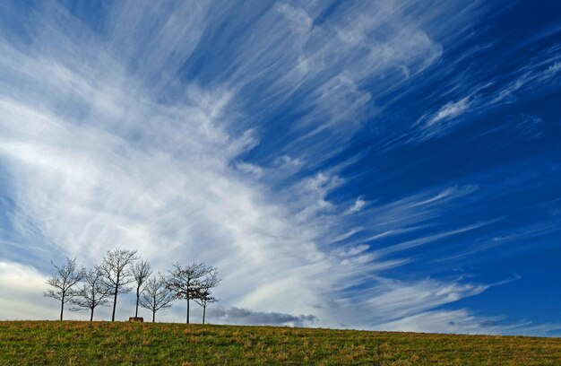 Low angle view of tree against sky