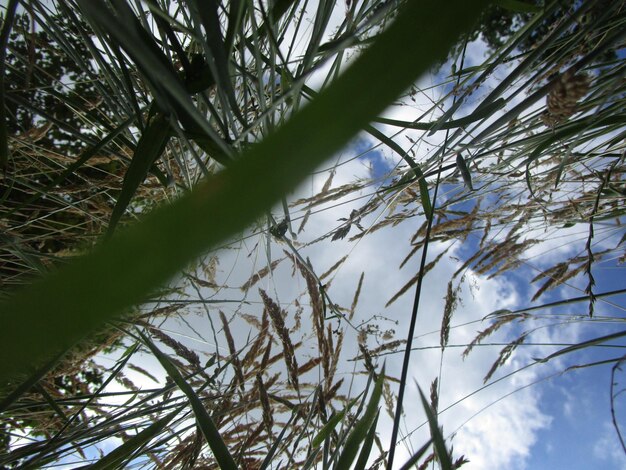 Low angle view of tree against sky