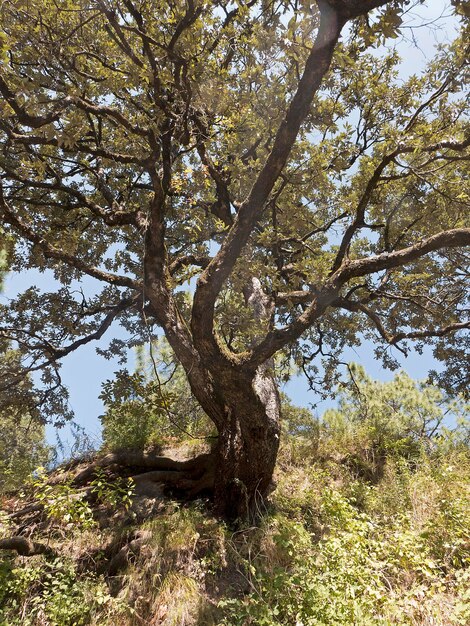 Low angle view of tree against sky