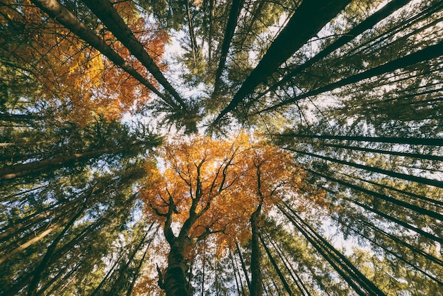 空に照らされた木の低角度の視点