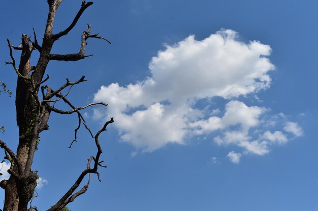 Low angle view of tree against sky