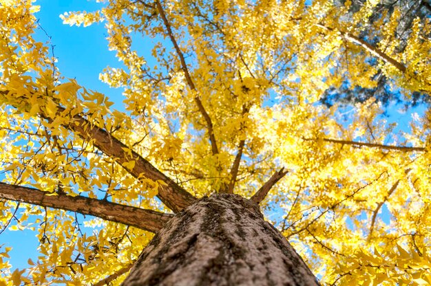 Foto vista ad angolo basso dell'albero contro il cielo