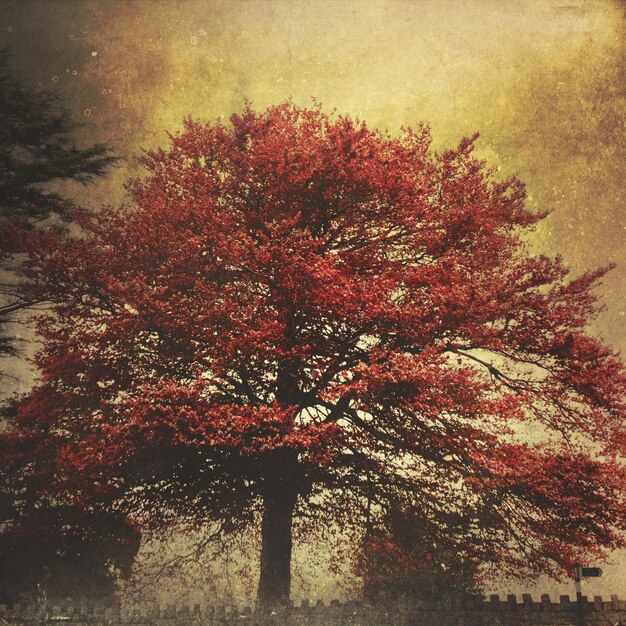 low angle view of tree against sky