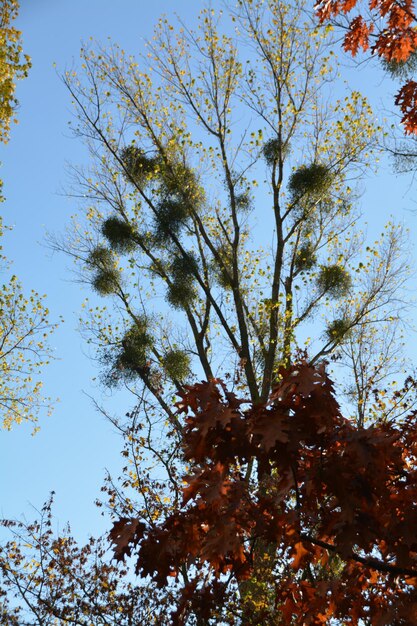 Low angle view of tree against sky