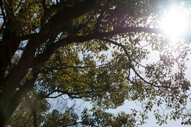 Photo low angle view of tree against sky