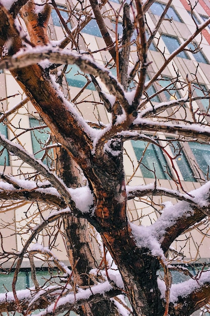 Foto vista ad angolo basso dell'albero contro il cielo