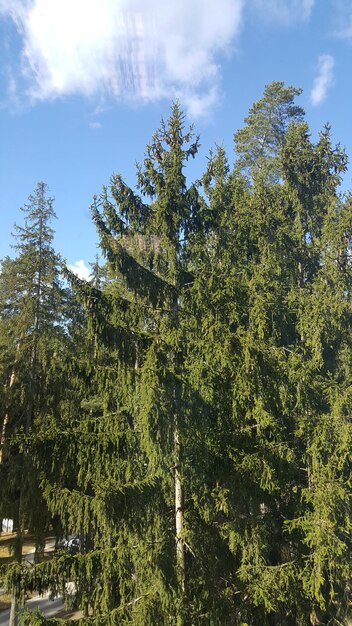 Low angle view of tree against sky