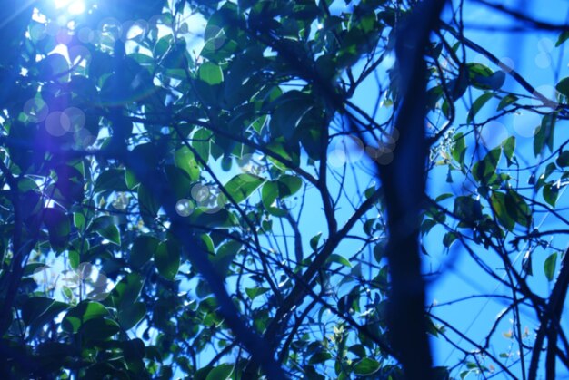 Low angle view of tree against sky