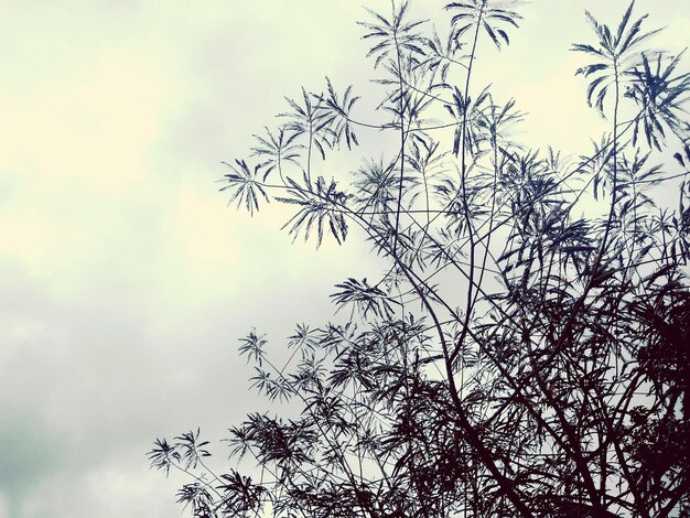 Low angle view of tree against sky