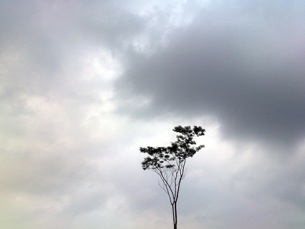 Foto vista ad angolo basso dell'albero contro il cielo