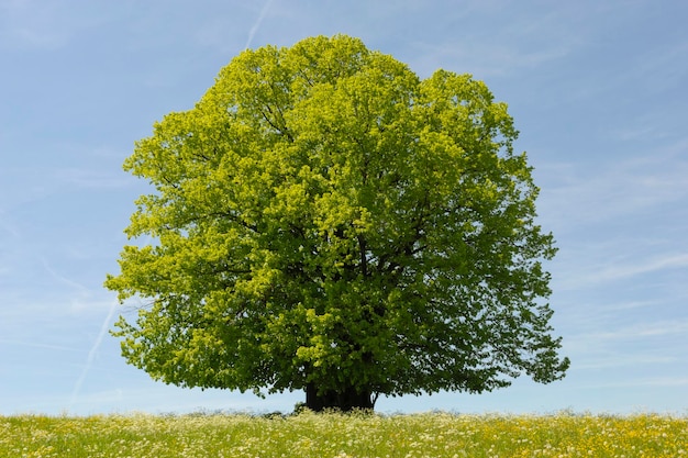 Foto vista ad angolo basso dell'albero contro il cielo