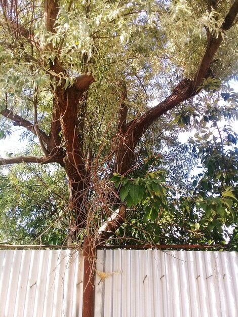 Foto vista ad angolo basso dell'albero contro il cielo